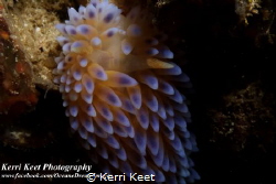 I celebrated Sea Slug Day on Saturday by shooting macro f... by Kerri Keet 